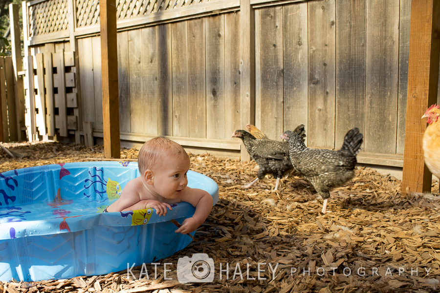 Sikker Korrupt Professor Kiddie Pools and Chicken Coops » Kate Haley Photography